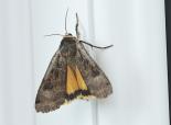 Large yellow underwing moth - northeastwildlife.co.uk